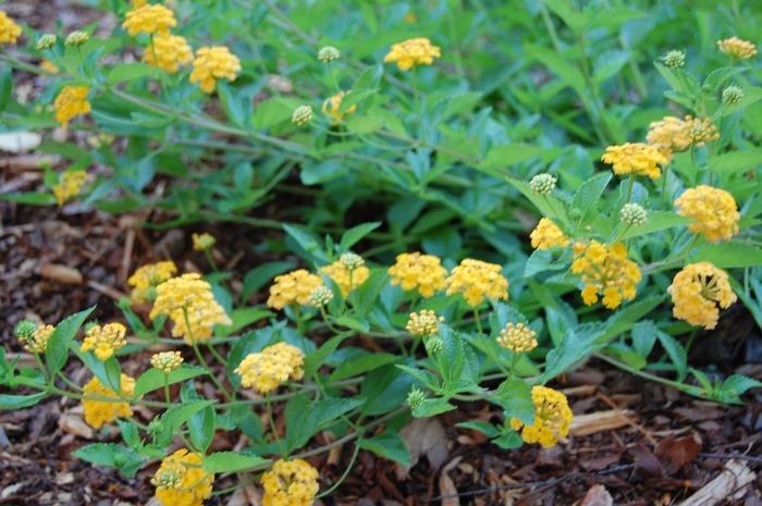 Lantana camara New Gold