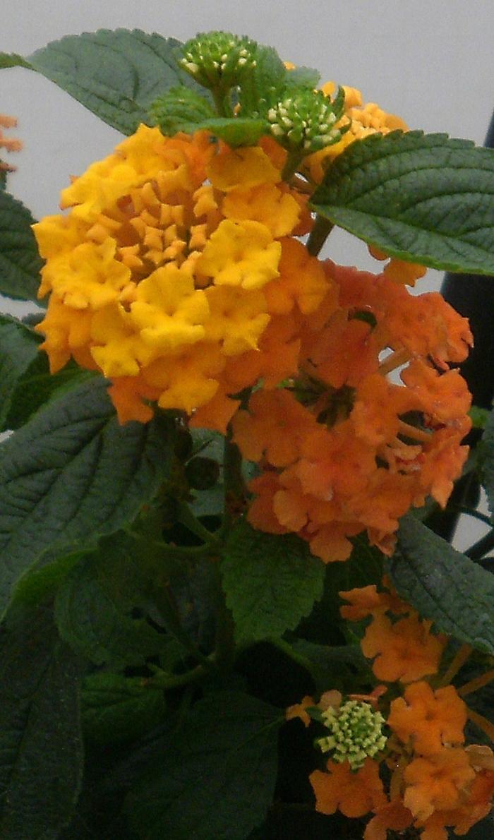 Lantana camara Little Lucky™ Orange