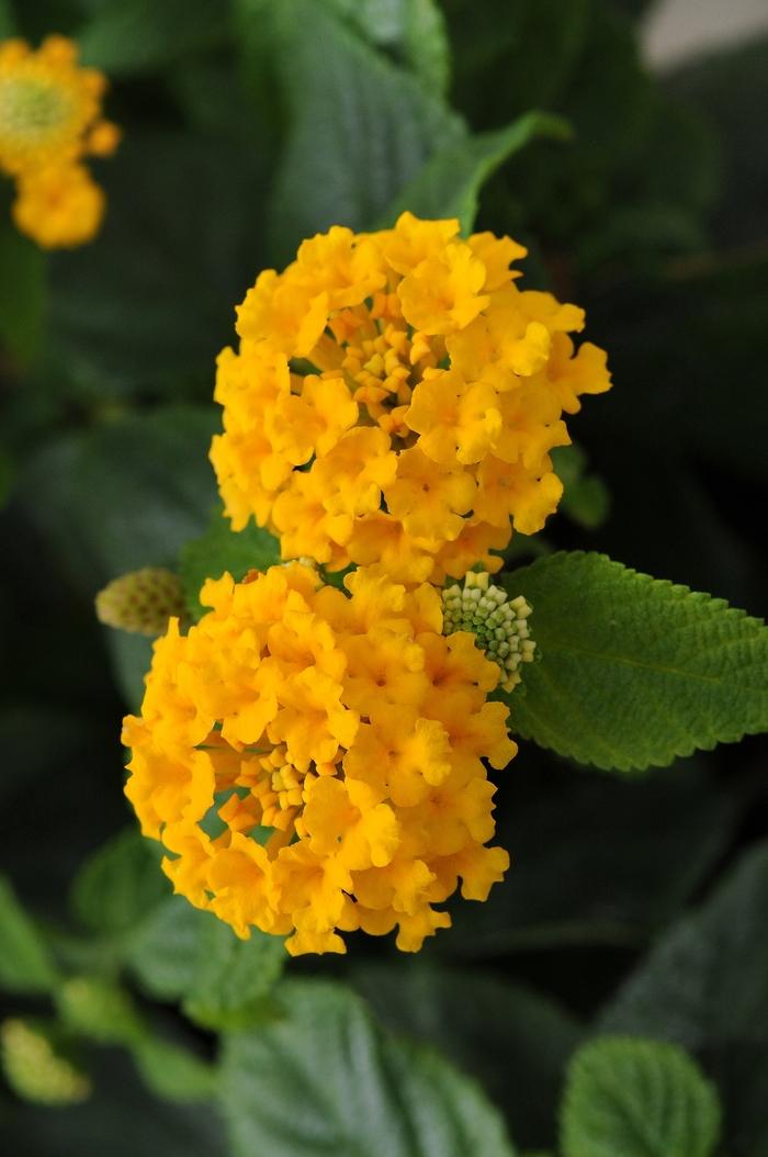 Lantana camara Little Lucky™ Pot of Gold