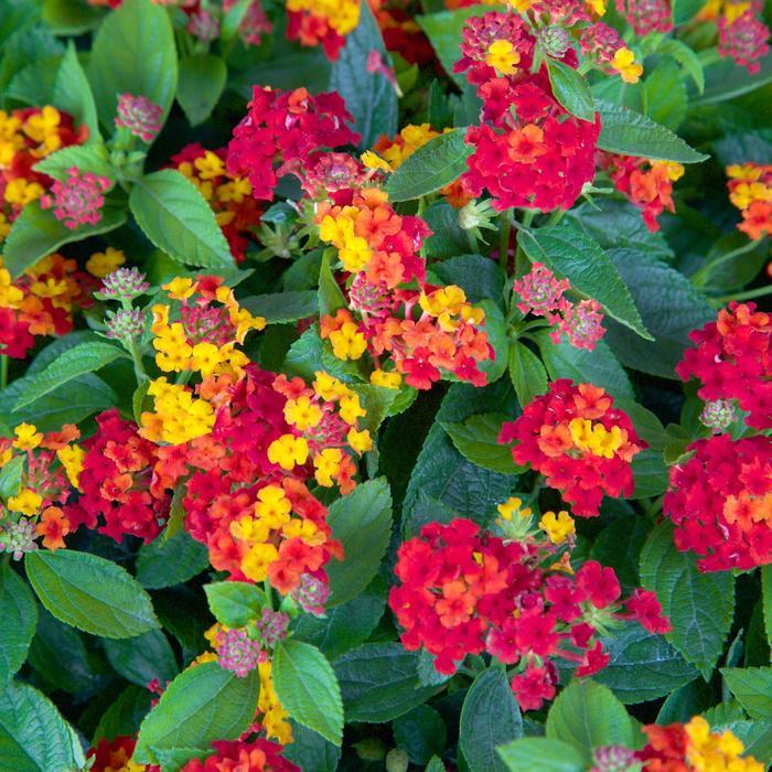 Lantana camara Little Lucky™ Red