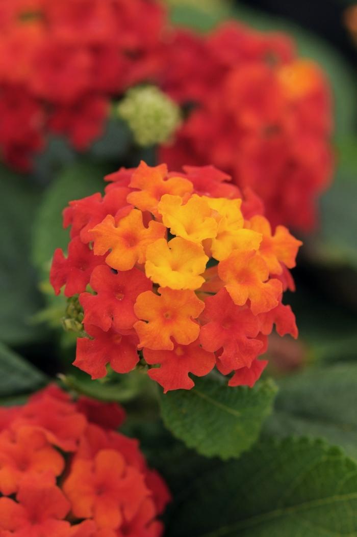 Lantana camara Little Lucky™ Red