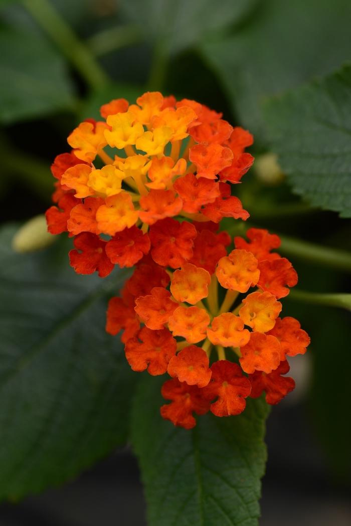 Lantana camara Landmark™ Red