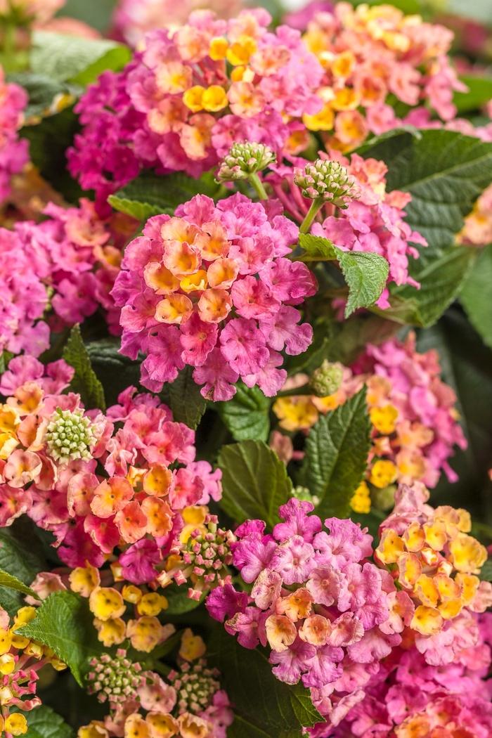 Lantana camara Luscious® Royale Cosmo