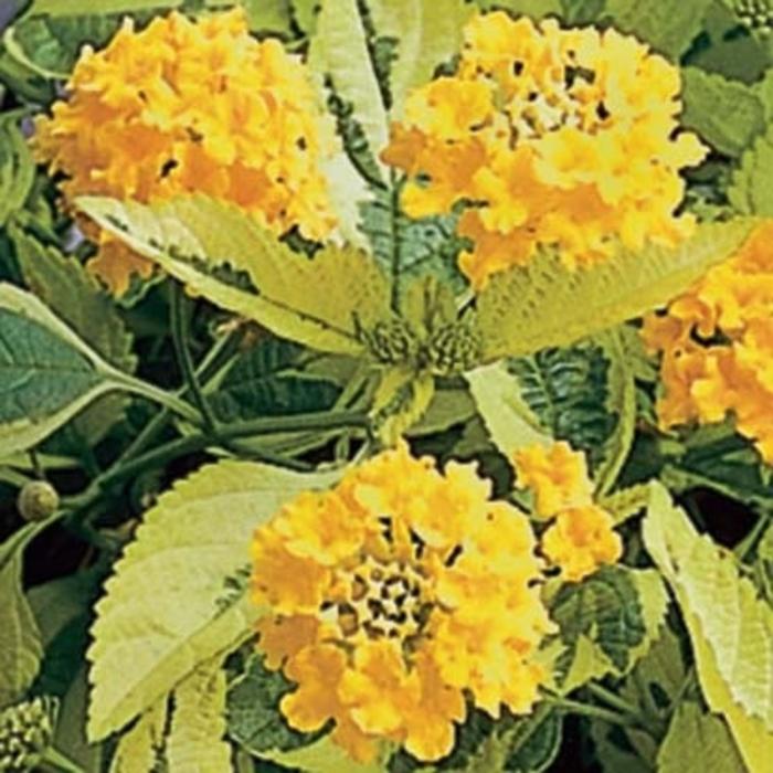 Lantana camara Samantha