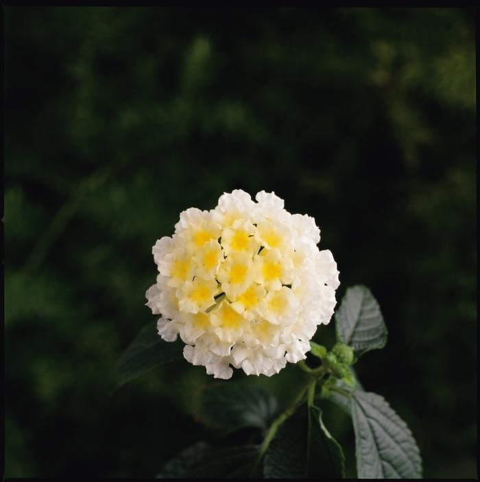 Lantana camara Landmark™ White Improved