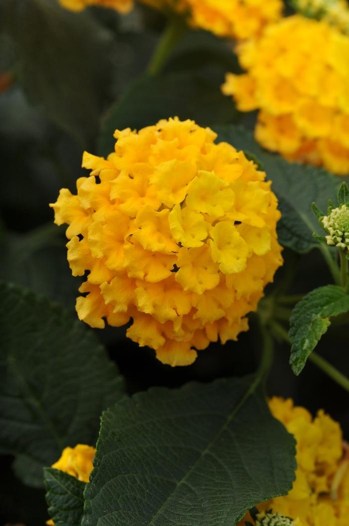 Lantana camara Landmark™ Yellow