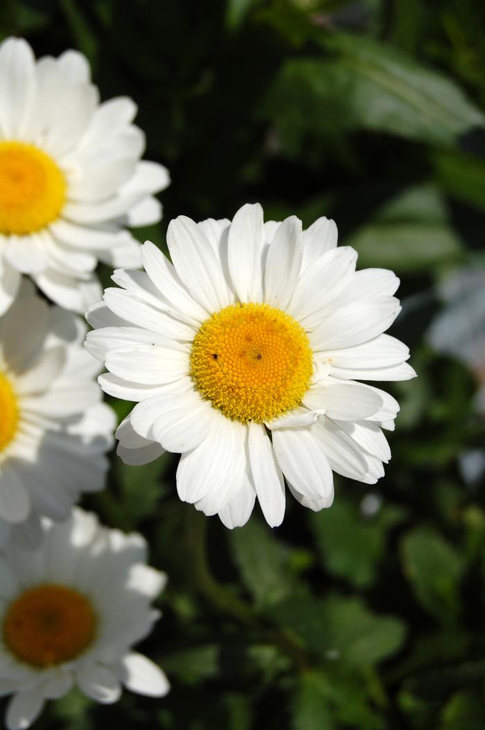 Leucanthemum x superbum Darling Daisy