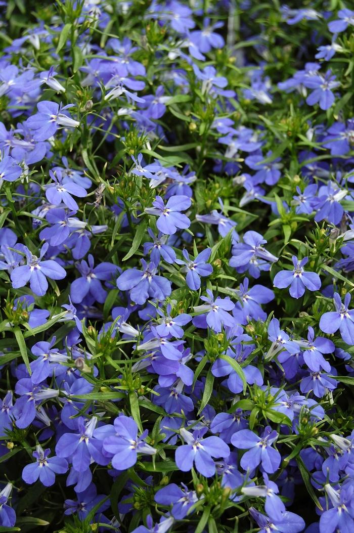 Lobelia erinus Techno® Blue