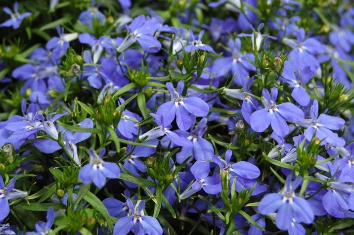 Lobelia erinus Techno® Blue