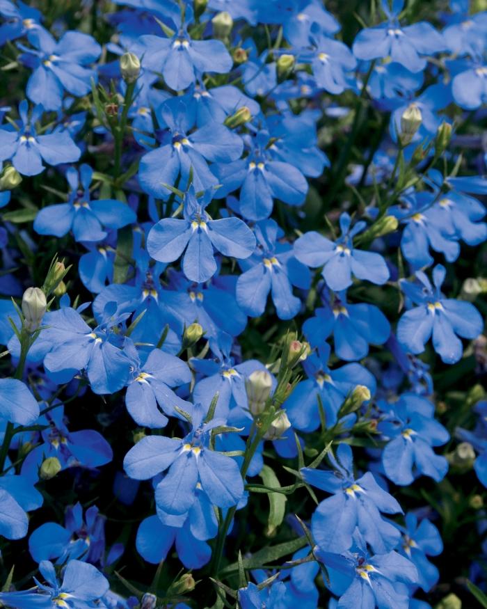 Lobelia erinus Laguna® Dark Blue