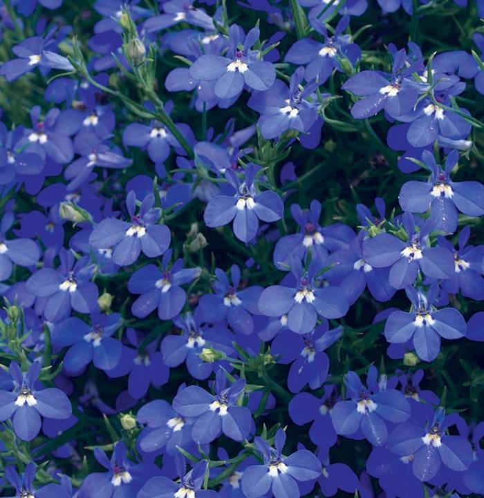 Lobelia erinus Laguna® Dark Blue