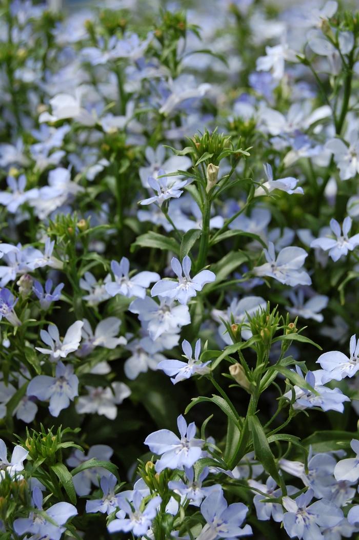 Lobelia erinus Techno® Light Blue