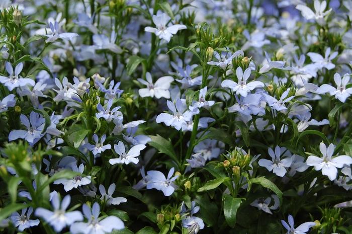 Lobelia erinus Techno® Light Blue