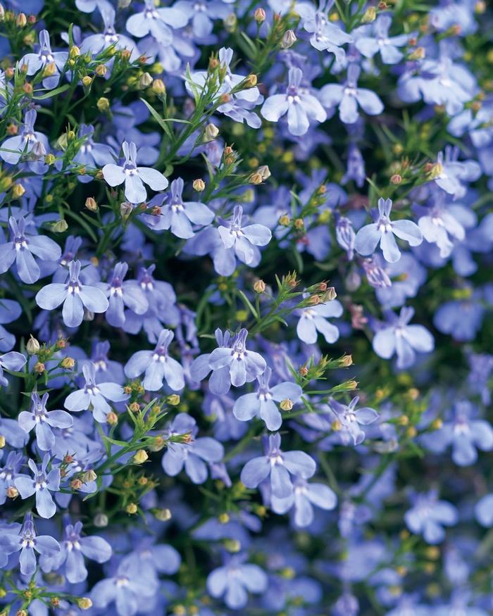 Lobelia erinus Laguna® Sky Blue