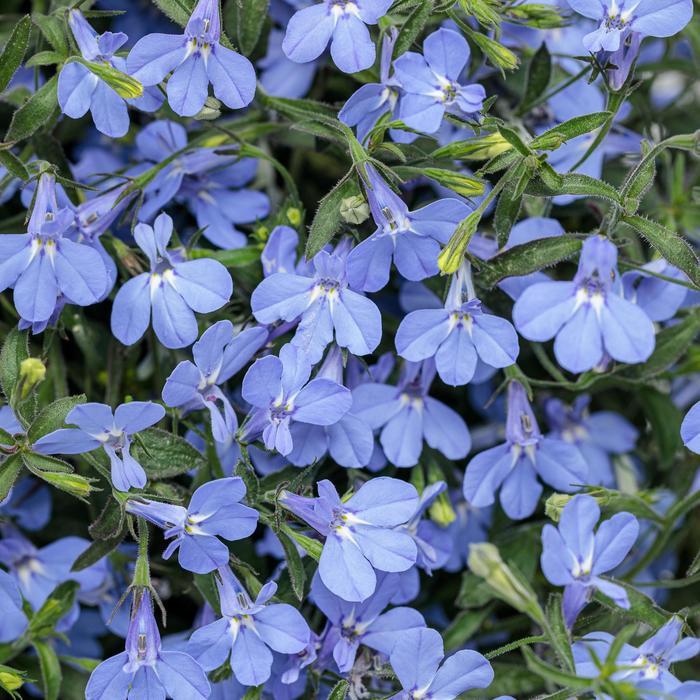 Lobelia erinus Laguna® Sky Blue