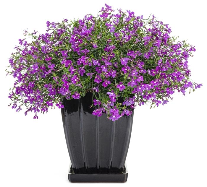 Lobelia erinus Laguna® Ultraviolet™