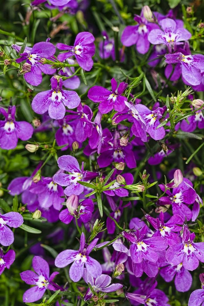 Lobelia erinus Laguna® Ultraviolet™