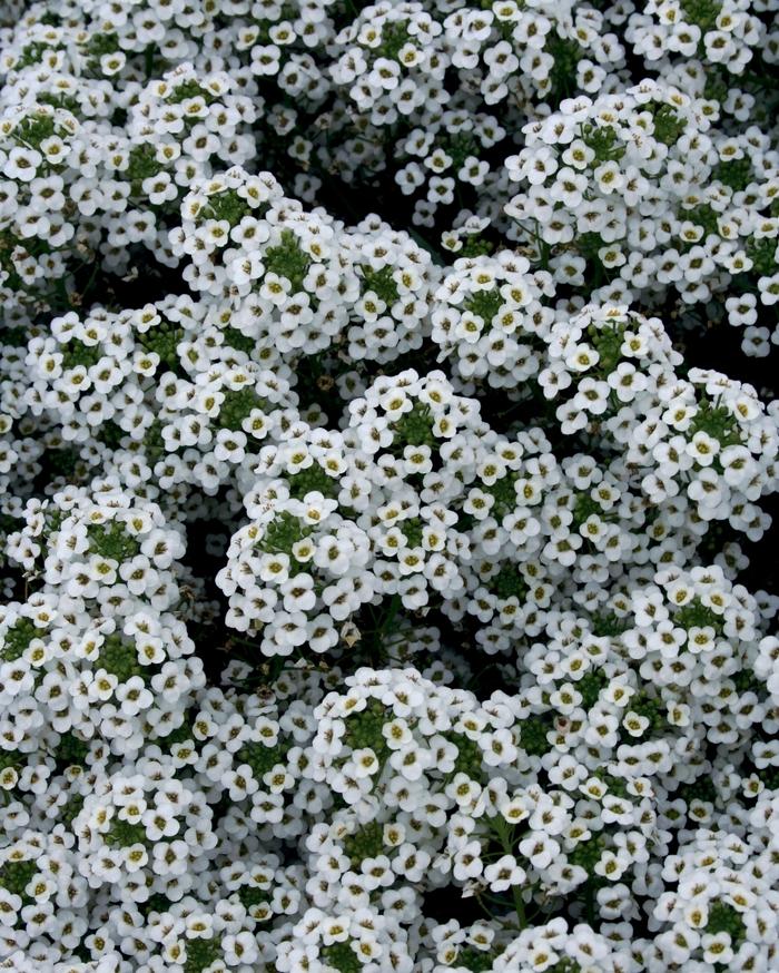 Lobularia Snow Princess®