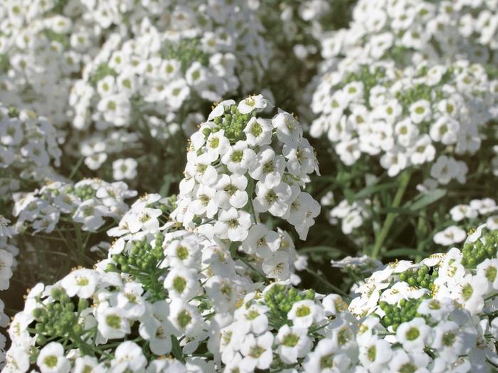 Lobularia Snow Princess®