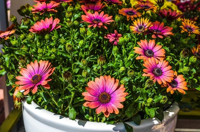 Osteospermum Zion™ Copper Amethyst 