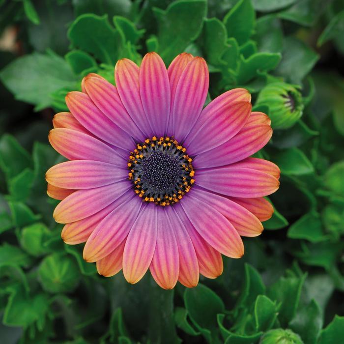 Osteospermum Zion™ Copper Amethyst 