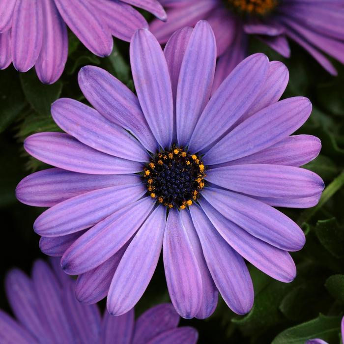 Osteospermum Zion™ Blue Denim 