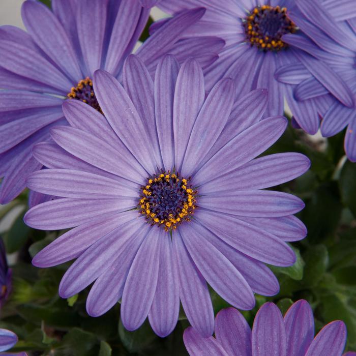 Osteospermum Zion™ Blue Denim 