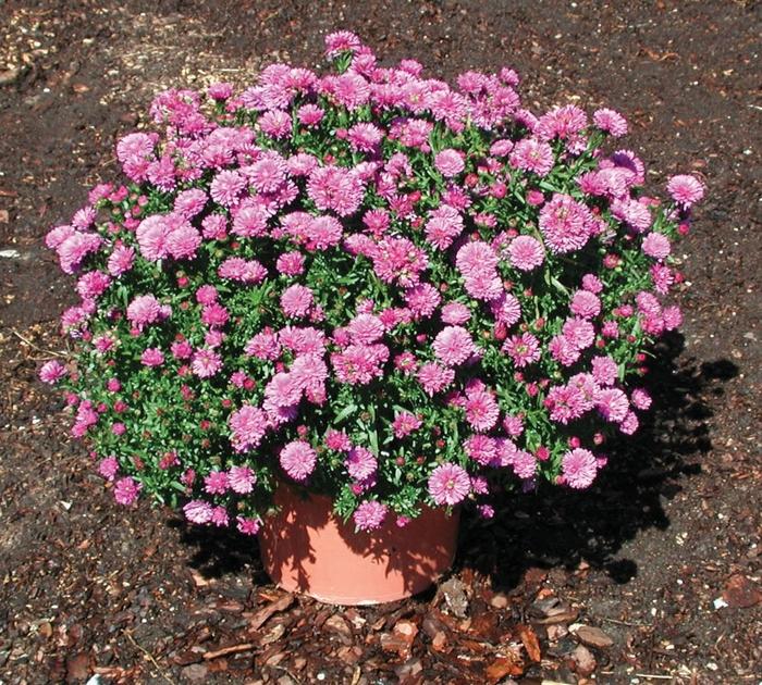 Aster novi-belgii Henry™ I Pink