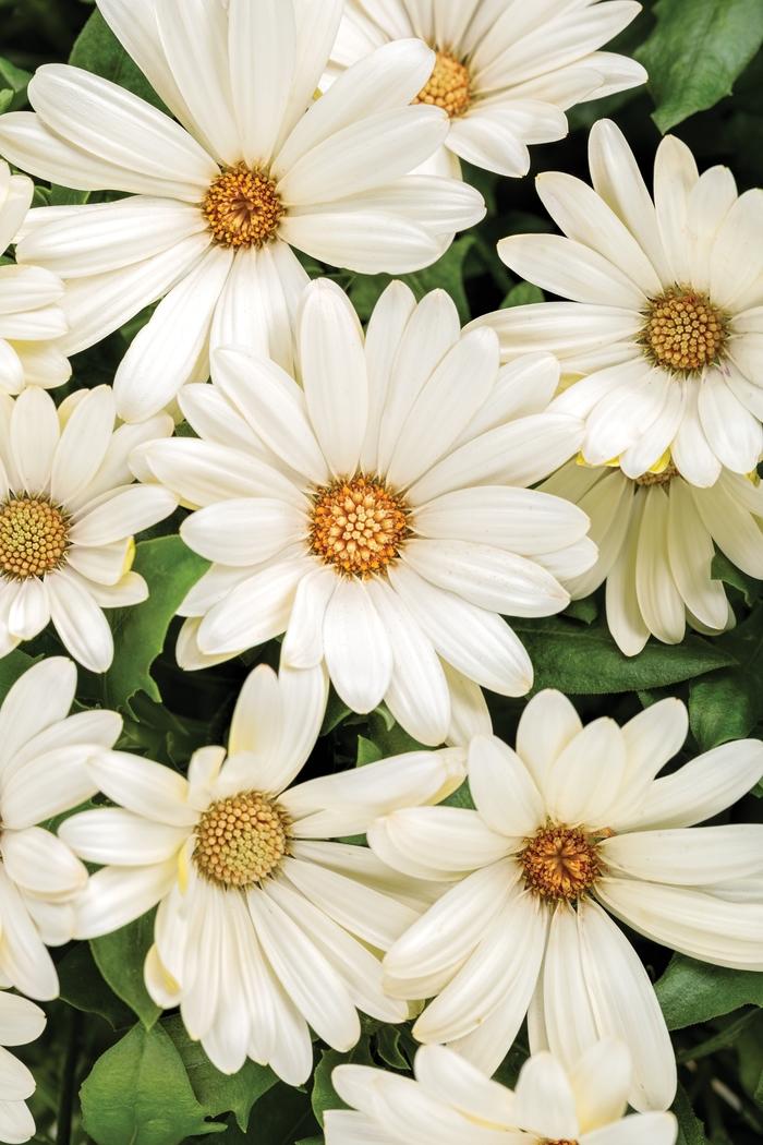 Osteospermum Bright Lights™ White