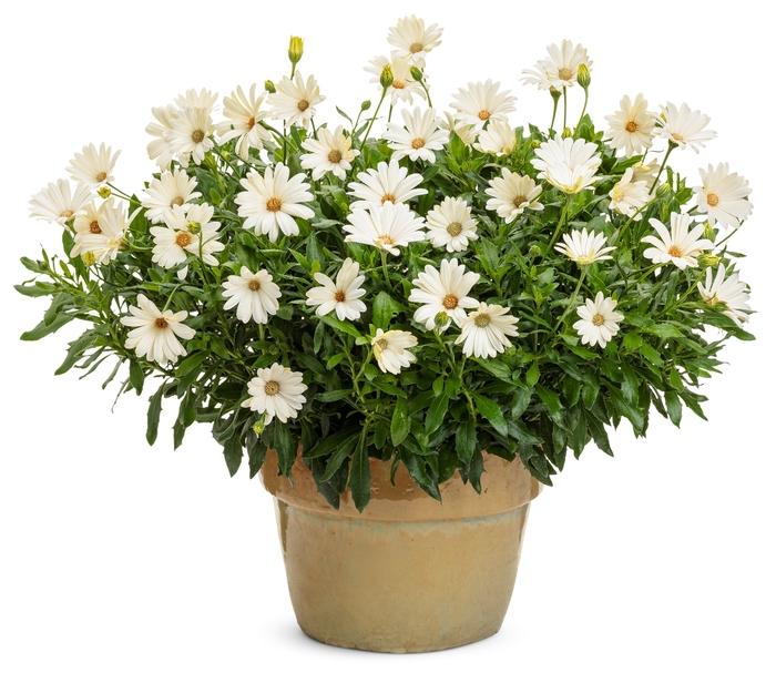 Osteospermum Bright Lights™ White