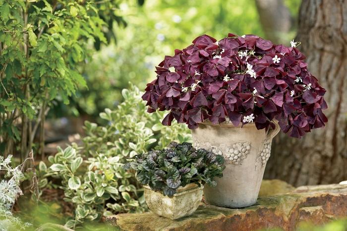 Oxalis Charmed® Wine