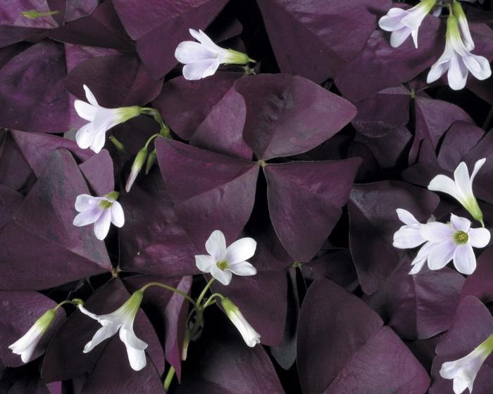 Oxalis Charmed® Wine