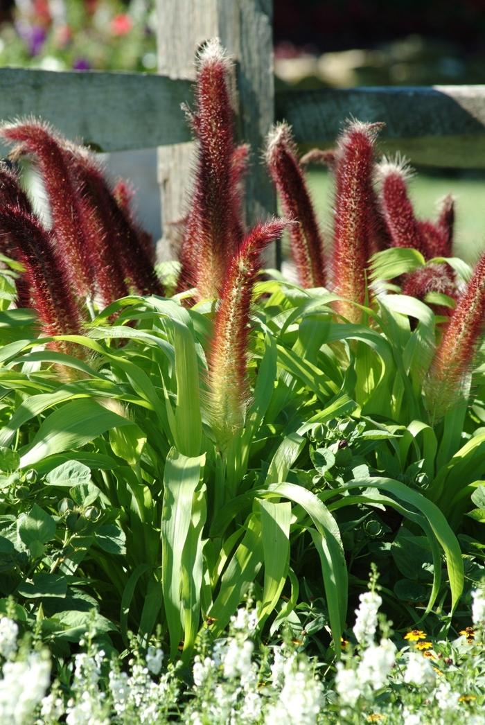 Pennisetum glaucum Jade Princess