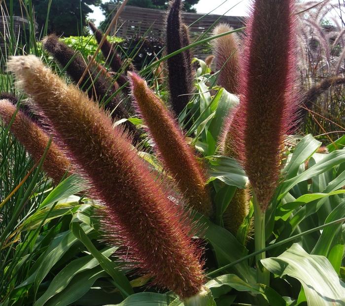 Pennisetum glaucum Jade Princess