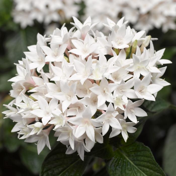 Pentas lanceolata Starcluster™ White Improved