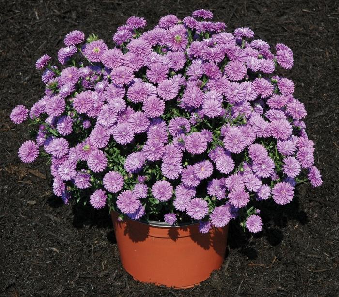 Aster novi-belgii Henry™ I Blue