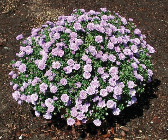 Aster novi-belgii Henry™ I Blue