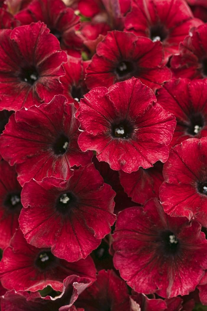 Petunia Supertunia® Black Cherry®