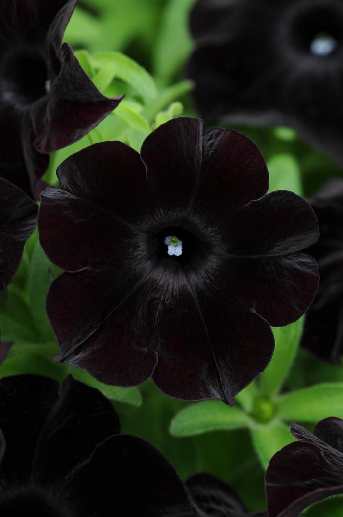 Petunia Black Magic