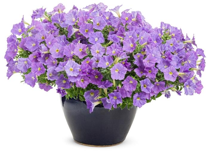 Petunia Supertunia® Blue Skies