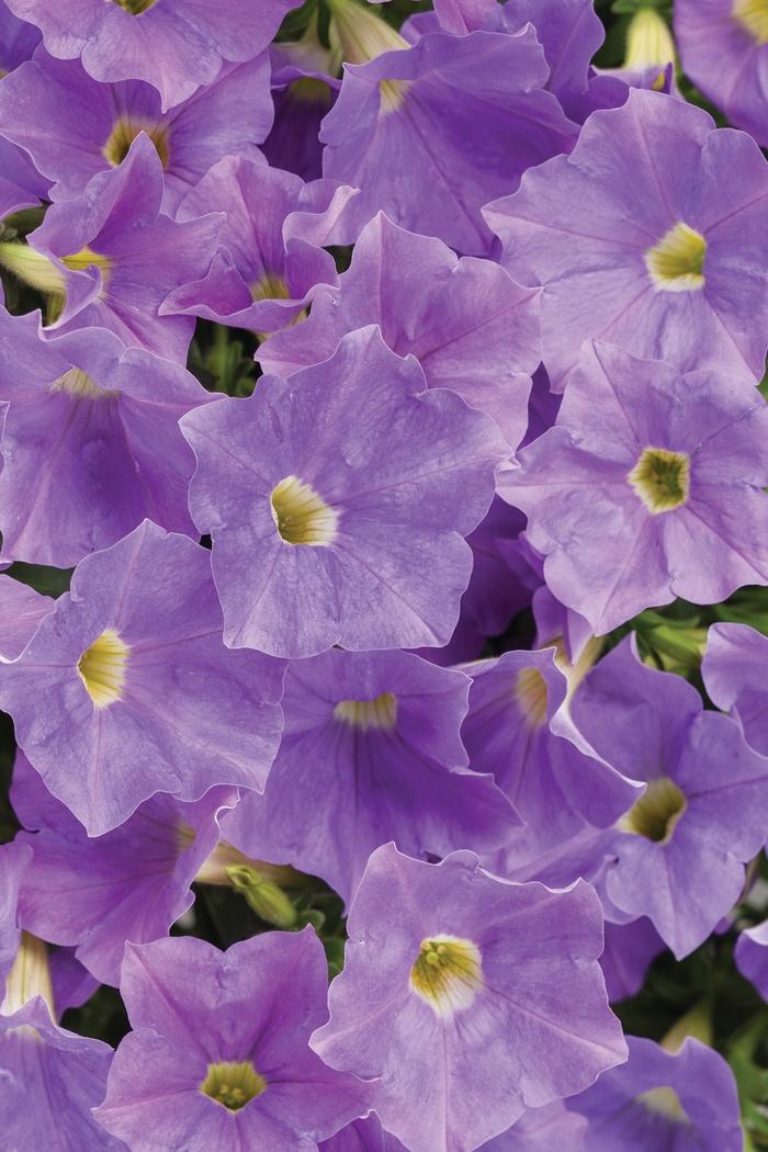 Petunia Supertunia® Blue Skies