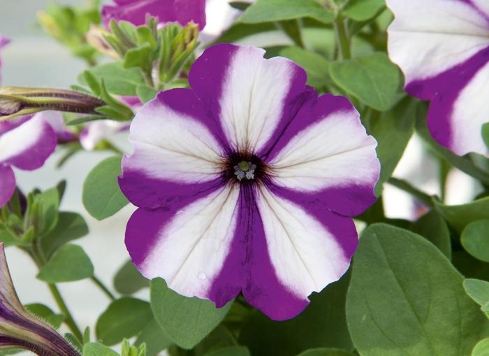 Petunia Headliner™ Blueberry Swirl