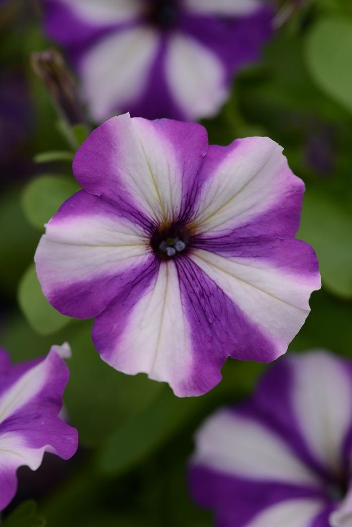 Petunia Headliner™ Blueberry Swirl