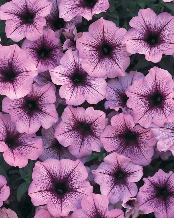 Petunia Supertunia® Bordeaux™