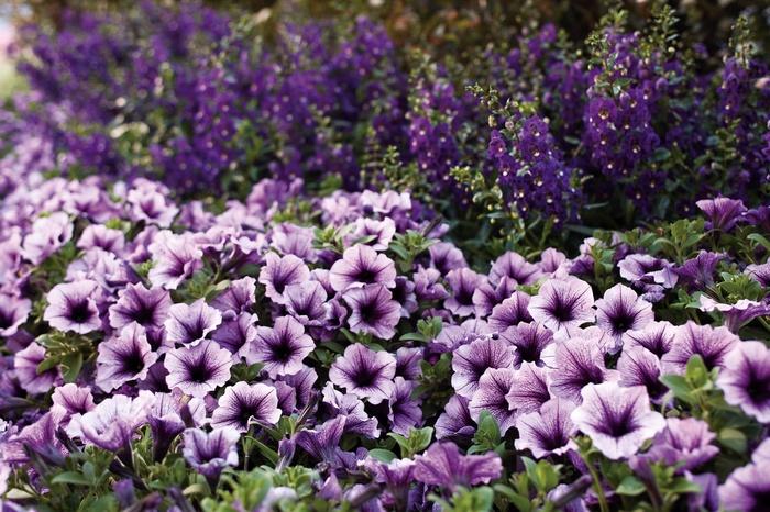 Petunia Supertunia® Bordeaux™