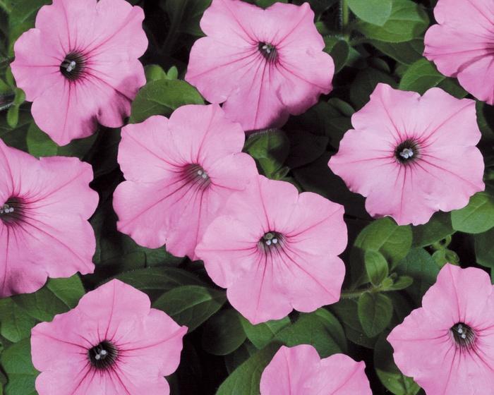 Petunia Supertunia Vista® Bubblegum®