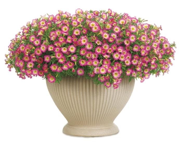 Petunia Supertunia® Daybreak Charm