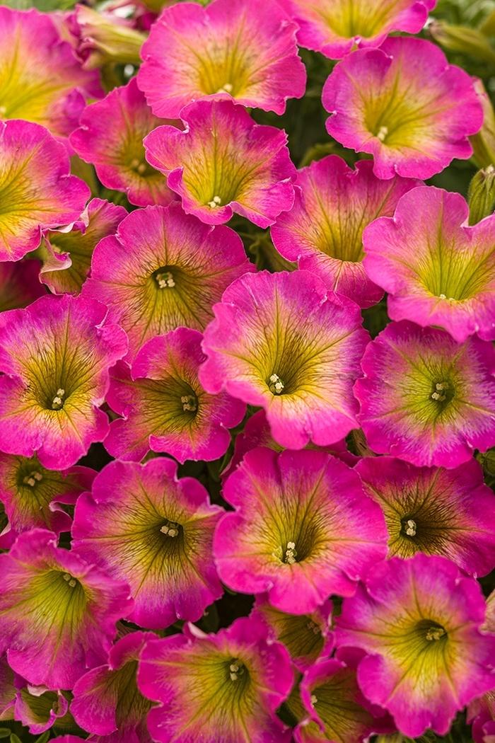 Petunia Supertunia® Daybreak Charm