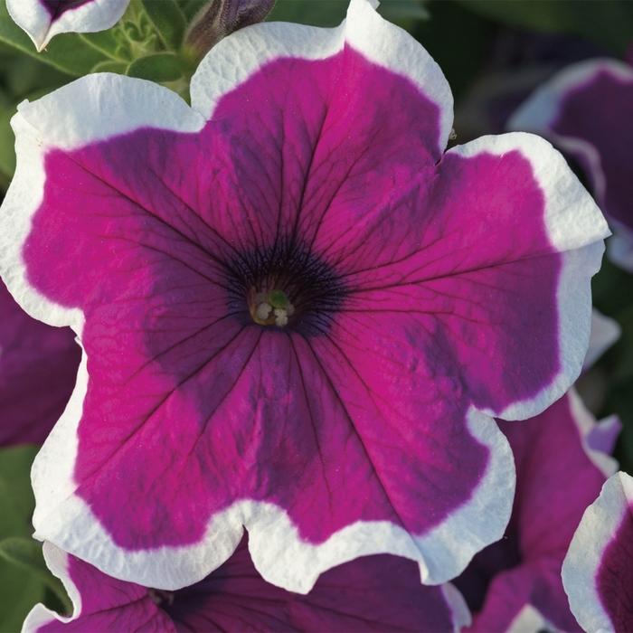 Petunia Sanguna® Picotee Punch