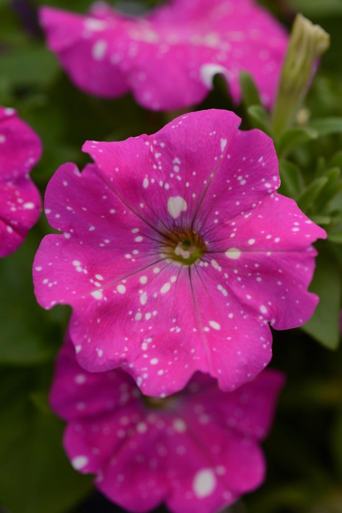 Petunia Headliner™ Pink Sky